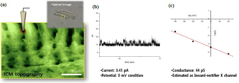 16-targeted-patch-clamping-with-scanning-ion-conductance-microscopy-afm-3