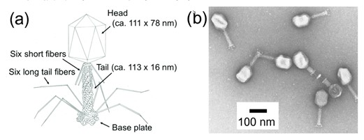 app79_fig001.jpg