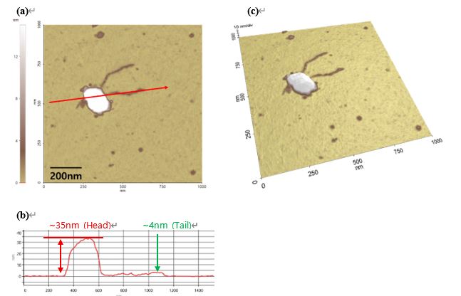 app79_fig003.JPG