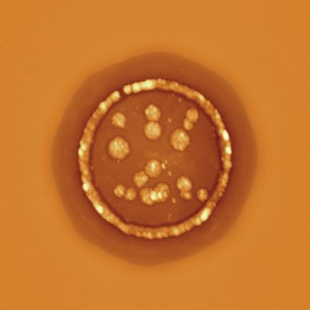 cu_pad_oxidation.JPG
