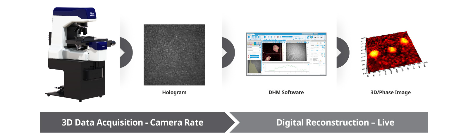 DHM live-cell imaging workflow