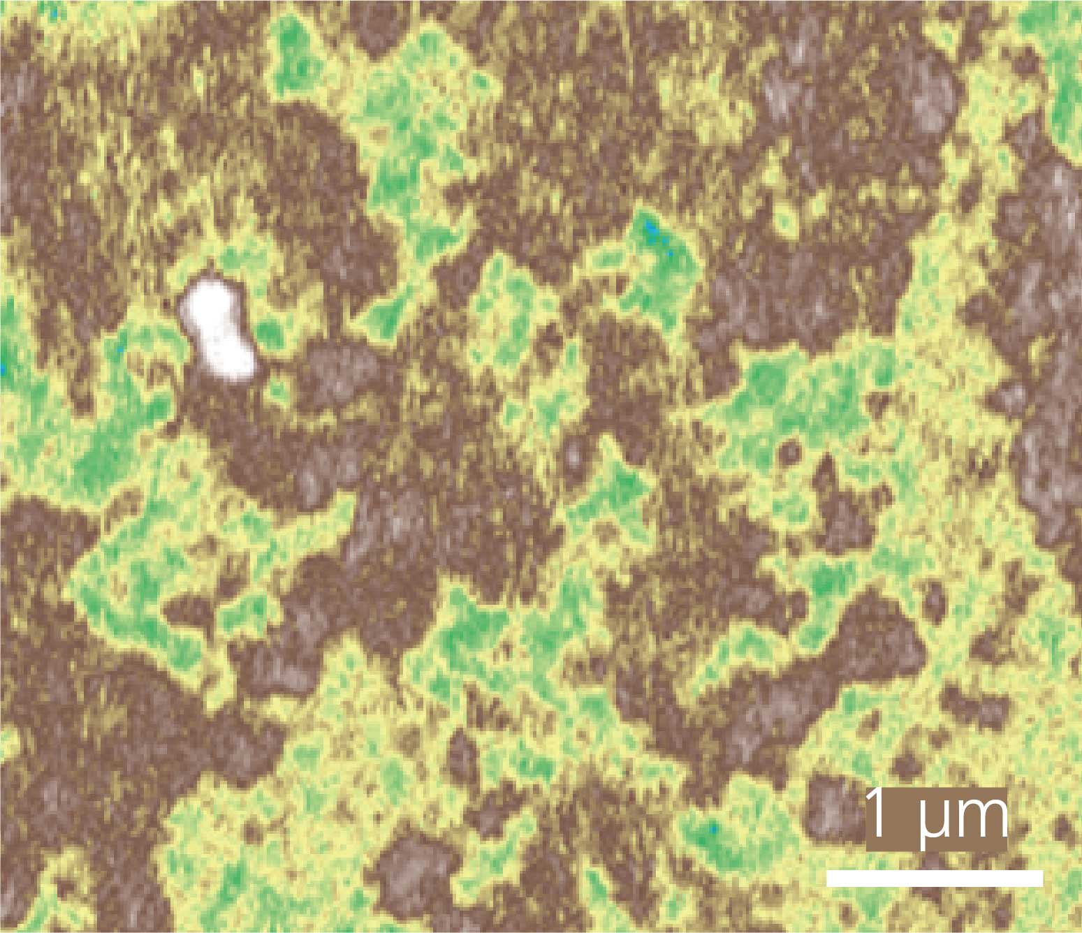 Hair microscopy image