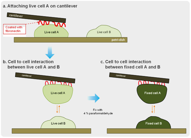 steps-for-cell-to-cell-interactive-adhesion-force-detection
