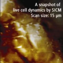200808-park-systems-xe-afm-snapshot-live-cell-dynamics-SICM