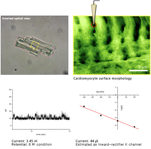targeted-patch-clamping-on-cardiomyocyte