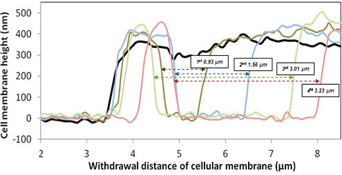 withdrawl-distance-of-cellular-membrane